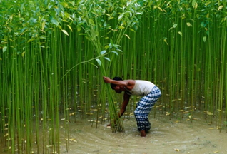 Джут – что же это такое?